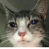 cats 19
