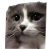 Merlin the CAT 13