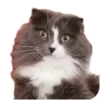 Merlin the CAT 14