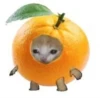 cats 20