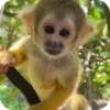Monitos diversos 13