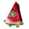 cats 21