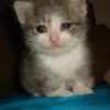 Sad and depressed cats 21