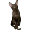 bro cat 7