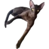 bro cat 8