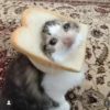 Sad and depressed cats 23