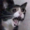 Sad and depressed cats 24