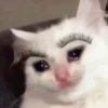 Sad and depressed cats 25