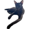 bro cat 9