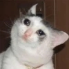 Sad and depressed cats 28