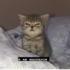 cats 24
