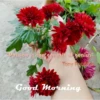 Flowers and Plants 6