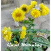 Flowers and Plants 7