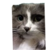 Merlin the CAT 15