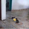 cats 26