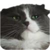 Merlin the CAT 16