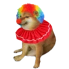 Perrito Sugoi 27