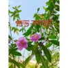 Flowers and Plants 9