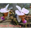 Flowers and Plants 10