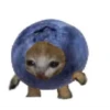 cats 27