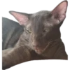 bro cat 10