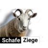 Schafe Ziege