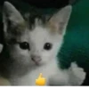 cats 28