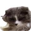 Merlin the CAT 17
