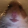 Nut Cringe At All - 3