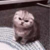 や kittens 🥠 ;: 5