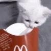 や kittens 🥠 ;: 7