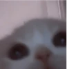 や kittens 🥠 ;: 8