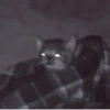 や kittens 🥠 ;: 10