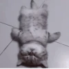 や kittens 🥠 ;: 11