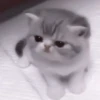 や kittens 🥠 ;: 12