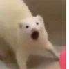 Nut Cringe At All - 13
