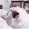 や kittens 🥠 ;: 13