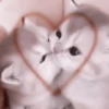 や kittens 🥠 ;: 14
