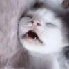 や kittens 🥠 ;: 15