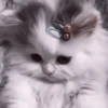 や kittens 🥠 ;: 16