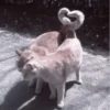や kittens 🥠 ;: 18