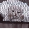 や kittens 🥠 ;: 19