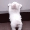 や kittens 🥠 ;: 20