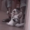 や kittens 🥠 ;: 21