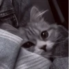 や kittens 🥠 ;: 22