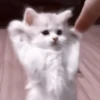 や kittens 🥠 ;: 24