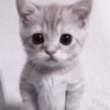 や kittens 🥠 ;: 25