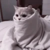 や kittens 🥠 ;: 26