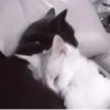 や kittens 🥠 ;: 27