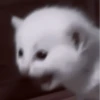 や kittens 🥠 ;: 29